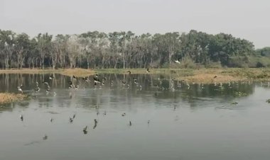 सूरजपुर वेटलैंड की सूरत बदलेगा वन विभाग; साफ पानी, आर्टिफिशियल आइलैंड और पक्षियों के लिए नया हैबिटेट