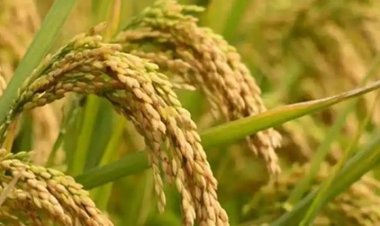 छत्तीसगढ़ में खरीफ 2026 के लिए बीज दरें तय, धान-दलहन-तिलहन की नई कीमतें जारी