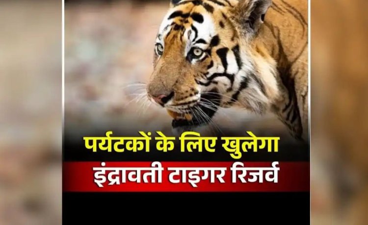 Indravati Tiger Reserve: छत्तीसगढ़ बनने के बाद पहली बार खुलेगा इंद्रावती टाइगर रिजर्व एरिया, पर्यटकों को मिलेगी ये सुविधा, वन विभाग ने शुरू किया काम